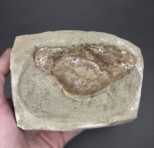 Charybdis prehistoric crab - prehistoric,