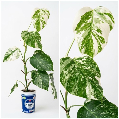 Monstera deliciosa albo - monstera,