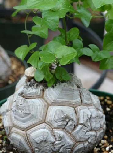 Dioscorea elephantipes seeds - 5,