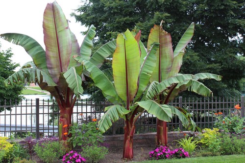 Banana musa ensete - -,