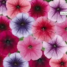 Petunia veined mixed f1 - veined,