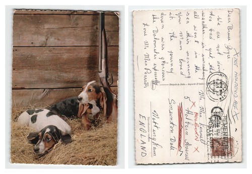 Postcard basset hound - postcard,