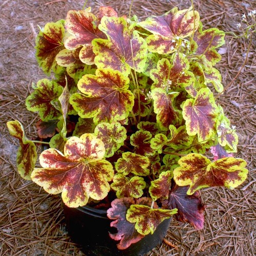 Heucherella solar eclipse - heucherella,