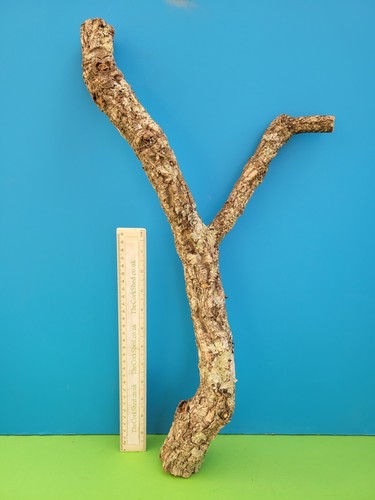 Cork bark branch 55cm - cork,