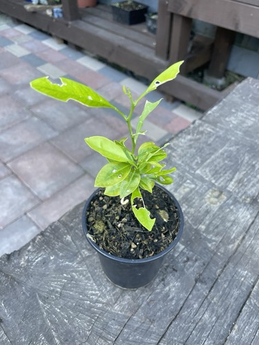 Lemon tree sapling - lemon,