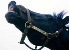 Epsom Derby winner Blakeney