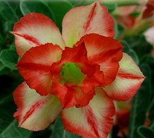 20 x Adenium Obesum, Double