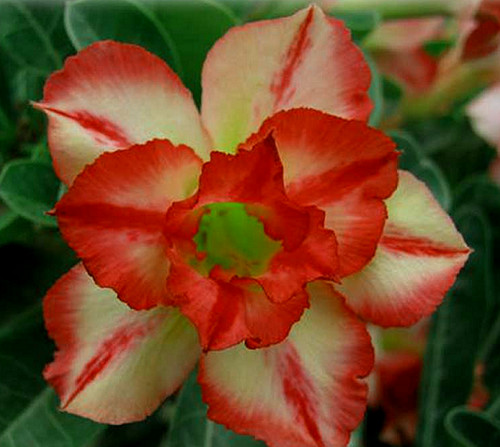 Adenium obesum double - x,