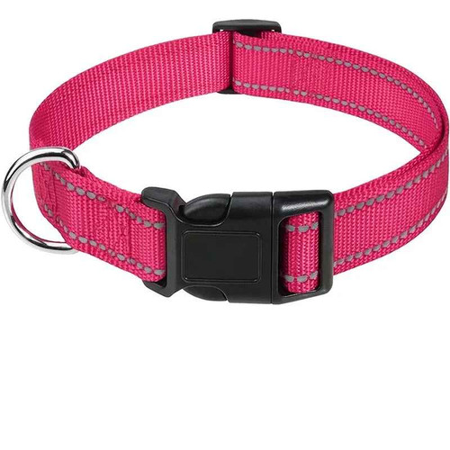 Small dog puppy - small, collar