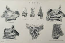 Victorian Medical Art –