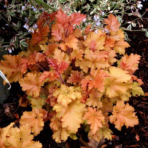 Heuchera marmalade - heuchera,