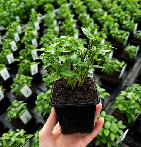 Thai basil plant multiple - basil, –