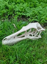 Velociraptor Replica Dinosaur