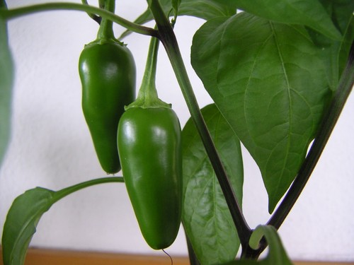 Pepper jalapeno early - 3x,