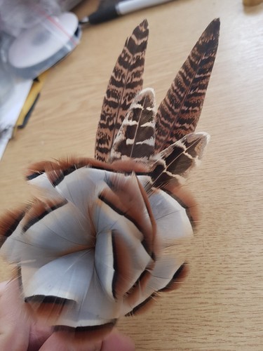 Real partridge ringneck - partridge,
