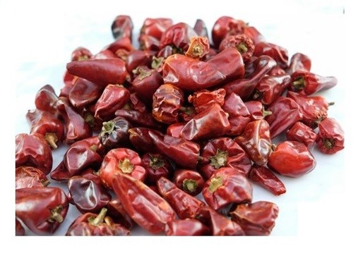 Dried chillies parrot - chillies, parakeet