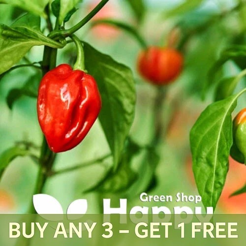 Chilli pepper seeds - chilli,