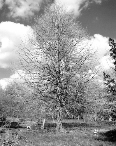 Photo 6x4 tulip tree - 6x4,