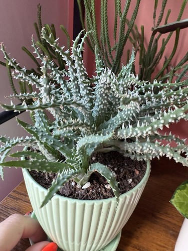 Baby aloe vera plant - baby, succulent