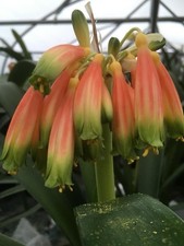 Clivia gardenii Mature Plant. Rare From South Africa. UK National Collection