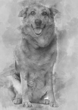 Cross Breed Dog PREMIUM POSTER