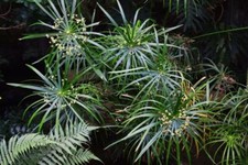 Cyperus Umbrella Plant 20
