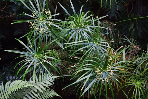 Cyperus umbrella plant - umbrella, 20