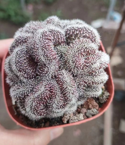 Raresucculent cactus plant - raresucculent,
