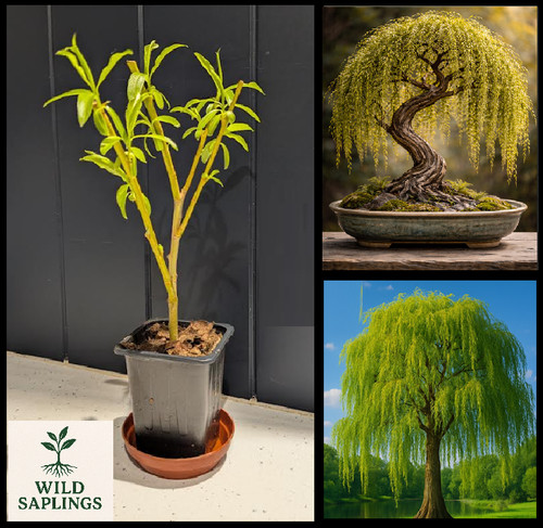 Golden weeping willow bonsai - golden,