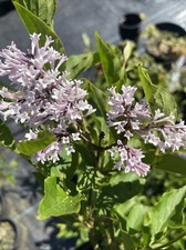 LILAC - SYRINGA MISS KIM 2 Litre pot