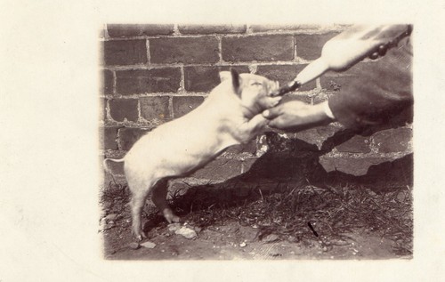 Farming feeding piglet - farming.,