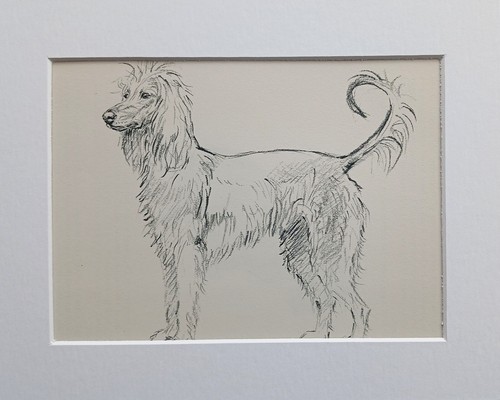Afghan hound vintage sketch - vintage,