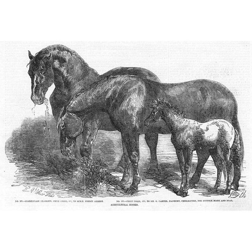 Horses clydesdale stallion and - clydesdale,
