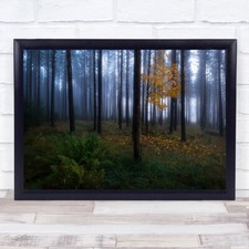 The dark light Tree Trunks Trees Forest Woods Autumn Fall Wall Art Print