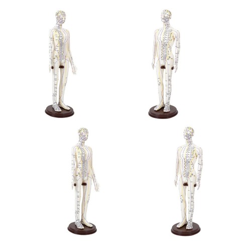 Acupuncture model inch tall - acupuncture,