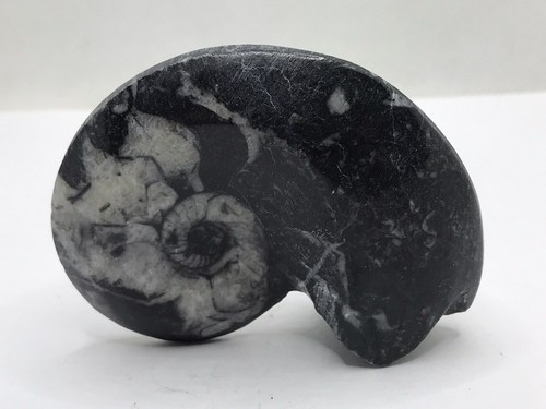 Goniatite fossil ammonite - goniatite,
