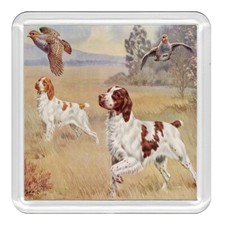 Brittany Spaniel Dogs Dog