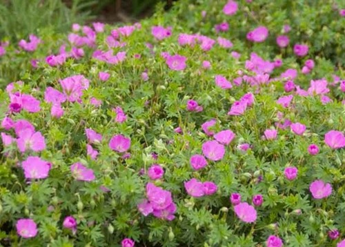 Geranium sanguineum max frei - geranium,
