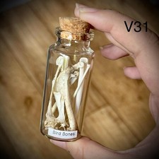 Pigeon Bones In A Glass Vial