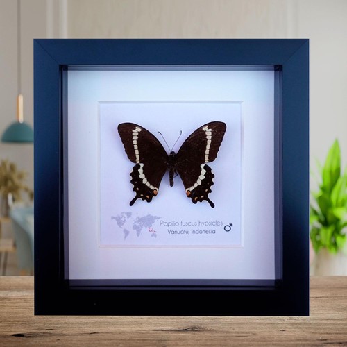 Framed canopus swallowtail - canopus,