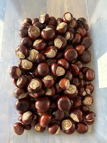 20x hand picked 2026 fresh - hand,