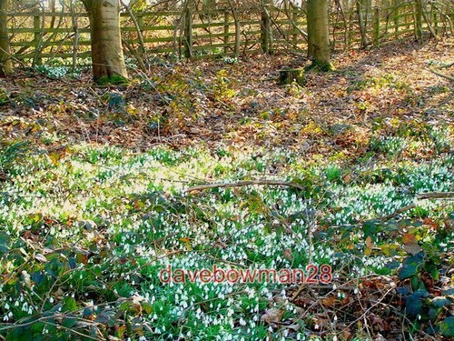 Photo snowdrops the - , by