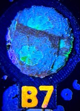 ECC Passion Fruit Acan