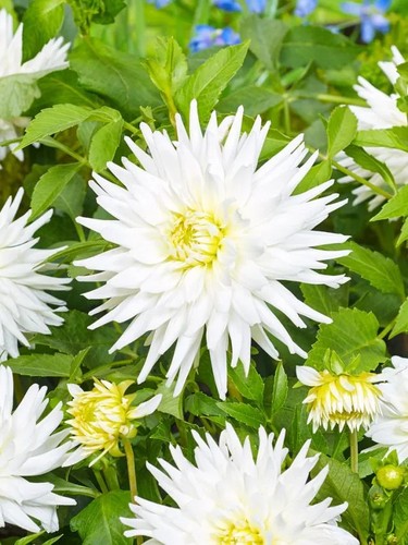 Cactus dahlia love - my, summer