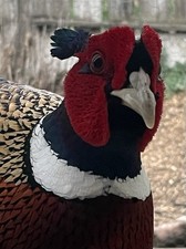 6+ Ringneck Pheasant Hatching