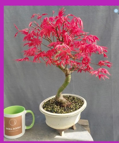 Beautiful japanese maple - japanese,