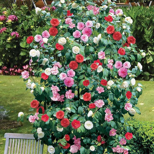 Camellia tricolour red - 1,