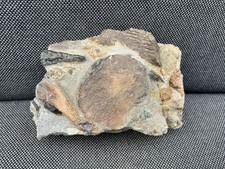 Marine reptile bone - bone, multi