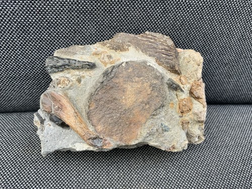 Marine reptile bone multi from - multi,