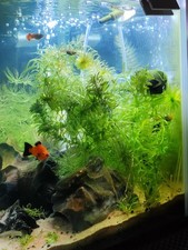 HORNWORT + ELODEA DENSA 15CM AQUARIUM POND FISH TANK OXYGENATING PLANT FISH